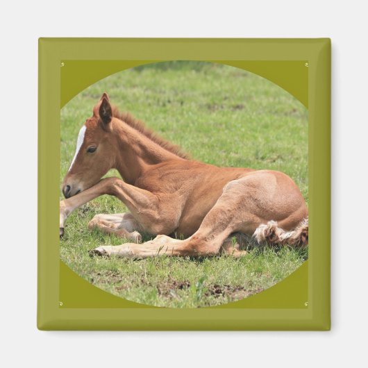 Newborn Colt Magneet (Voorkant)