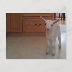 Newborn Doelings Briefkaart