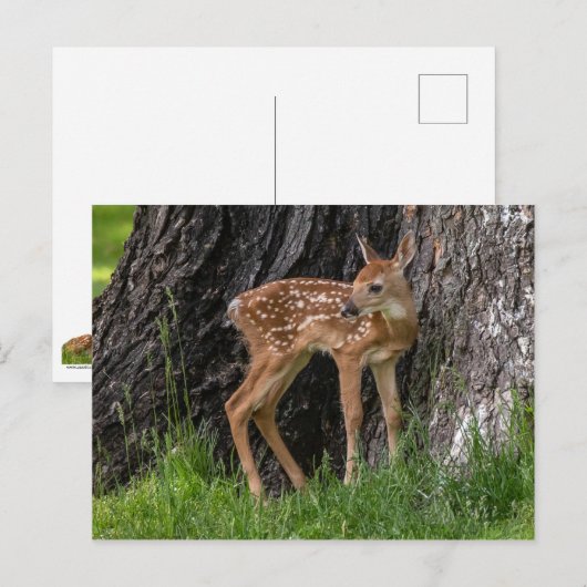 Newborn Fawn Briefkaart (Voorkant / Achterkant)