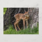 Newborn Fawn Briefkaart (Voorkant)