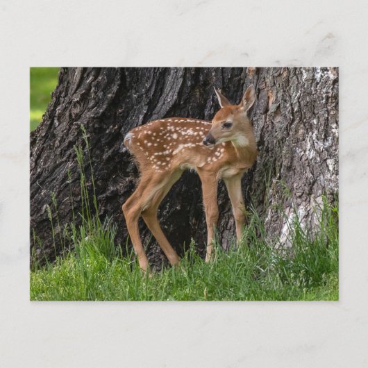 Newborn Fawn Briefkaart (Voorkant)