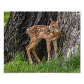 Newborn Fawn Foto Afdruk (Voorkant)