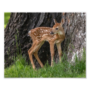 Newborn Fawn Foto Afdruk