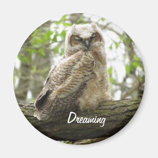 Newborn Great Horned Owl magnet (Voorkant)