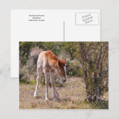 Newborn Innocence Briefkaart (Voorkant / Achterkant)