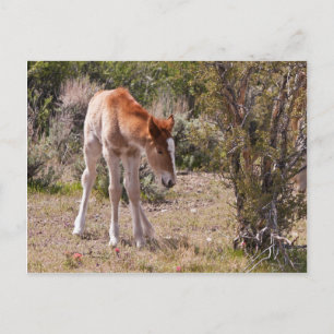 Newborn Innocence Briefkaart