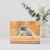 Newborn Kitten Barn Cat Briefkaart (Staand voorkant)