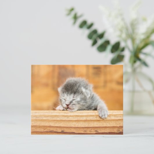 Newborn Kitten Barn Cat Briefkaart (Staand voorkant)