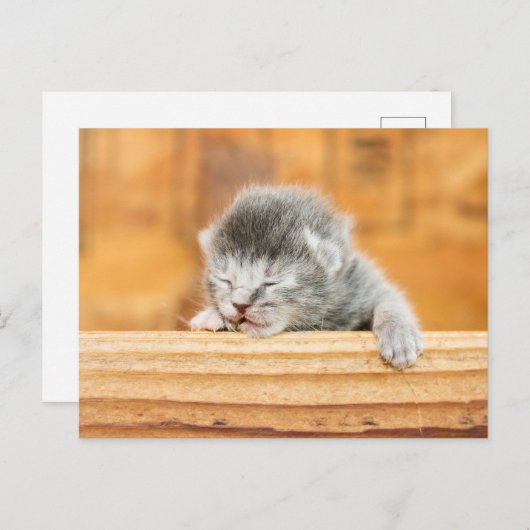 Newborn Kitten Barn Cat Briefkaart (Voorkant / Achterkant)