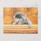 Newborn Kitten Barn Cat Briefkaart (Voorkant)