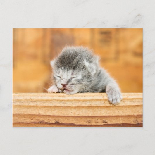 Newborn Kitten Barn Cat Briefkaart (Voorkant)