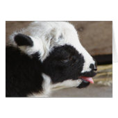 Newborn Lamb (Voorkant Horizontaal)