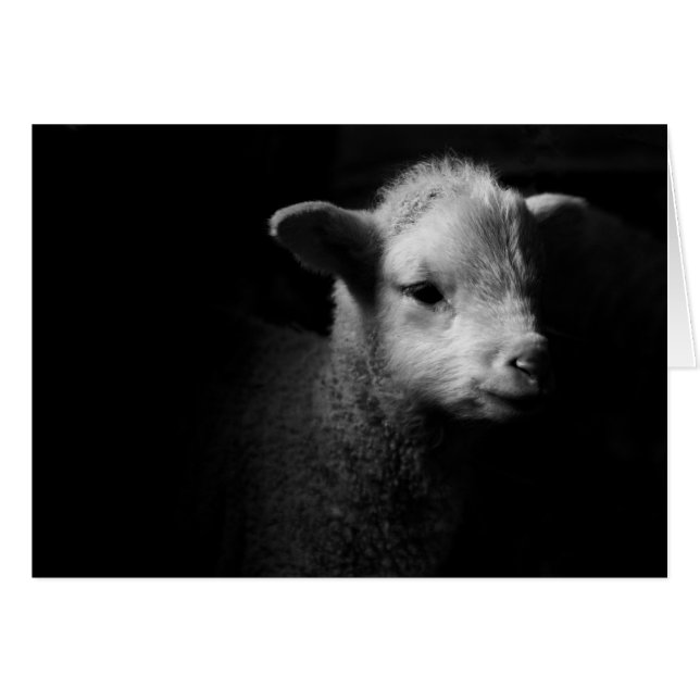 Newborn Lamb (Voorkant Horizontaal)