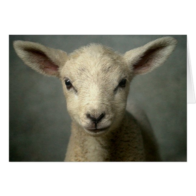 Newborn Lamb (Voorkant Horizontaal)