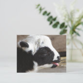 Newborn Lamb Briefkaart (Staand voorkant)
