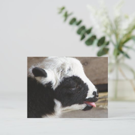 Newborn Lamb Briefkaart (Staand voorkant)