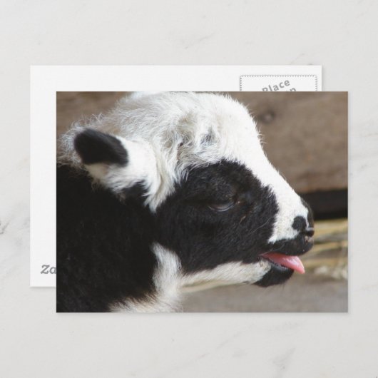 Newborn Lamb Briefkaart (Voorkant / Achterkant)