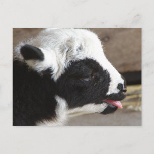 Newborn Lamb Briefkaart