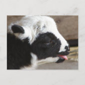Newborn Lamb Briefkaart (Voorkant)