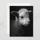 Newborn Lamb Briefkaart (Voorkant / Achterkant)