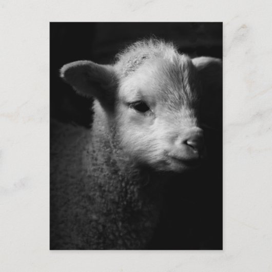 Newborn Lamb Briefkaart (Voorkant)