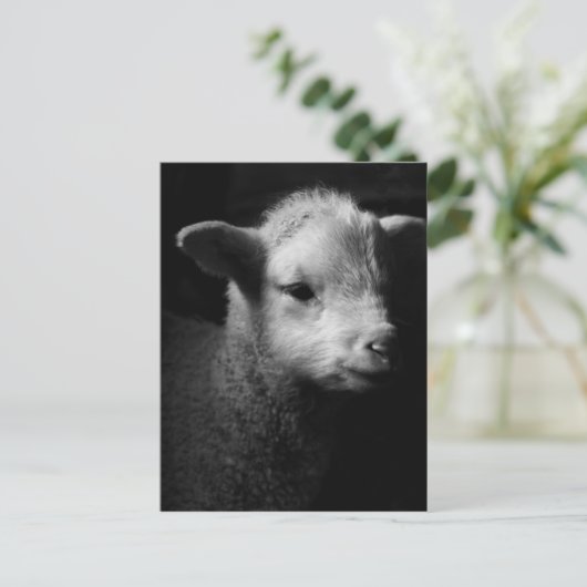 Newborn Lamb Briefkaart (Staand voorkant)