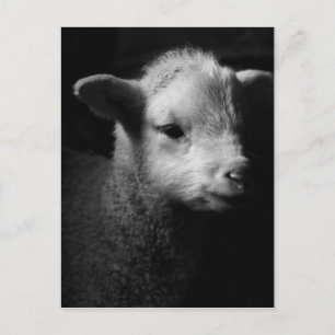 Newborn Lamb Briefkaart