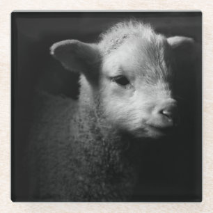 Newborn Lamb Glazen Onderzetter