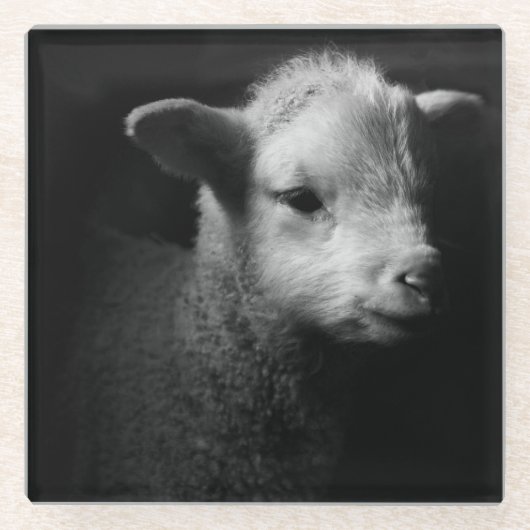Newborn Lamb Glazen Onderzetter (Voorkant)