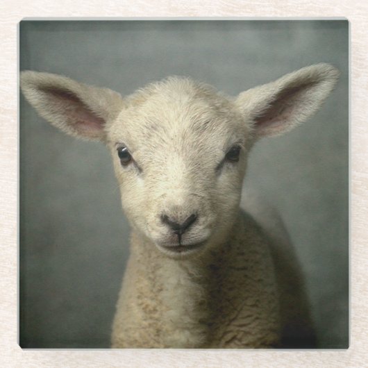 Newborn Lamb Glazen Onderzetter (Voorkant)