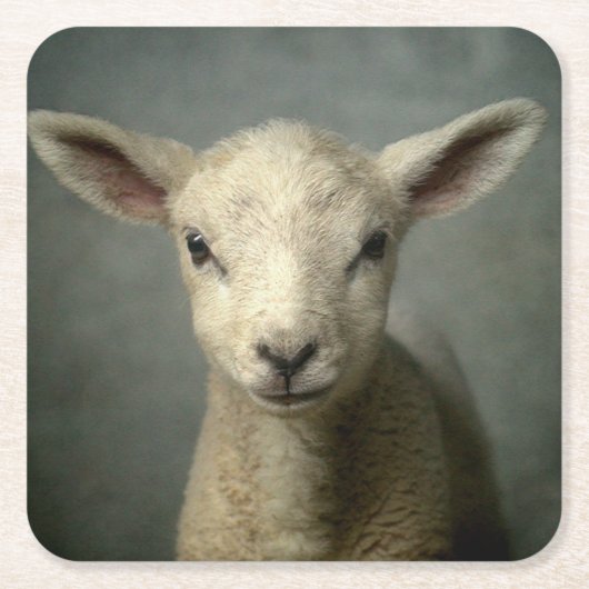 Newborn Lamb Kartonnen Onderzetters (Voorkant)
