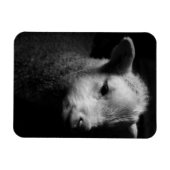 Newborn Lamb Magneet (Horizontaal)