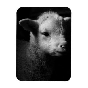 Newborn Lamb Magneet