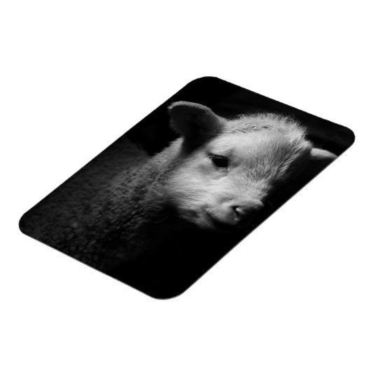Newborn Lamb Magneet (Linkerzijde)