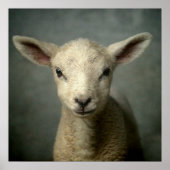 Newborn Lamb Poster (Voorkant)
