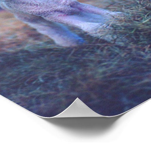 Newborn Lamb Poster (Hoek)