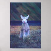 Newborn Lamb Poster (Voorkant)