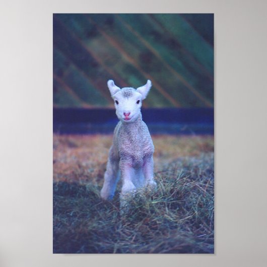 Newborn Lamb Poster (Voorkant)