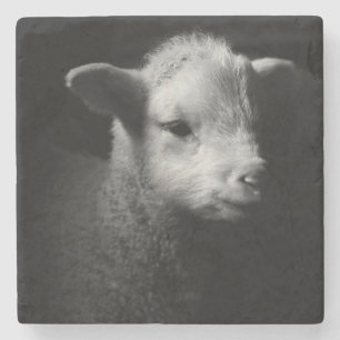 Newborn Lamb Stenen Onderzetter