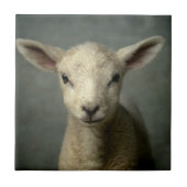 Newborn Lamb Tegeltje (Voorkant)