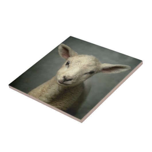 Newborn Lamb Tegeltje (Zijkant)