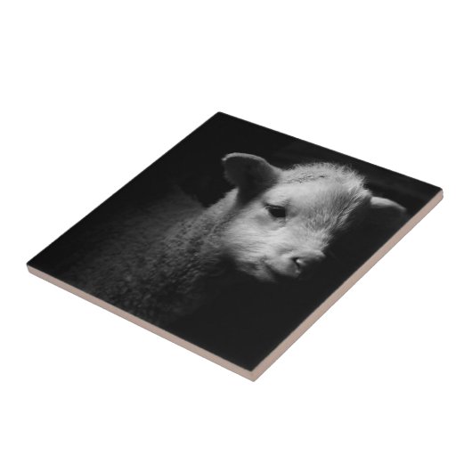 Newborn Lamb Tegeltje (Zijkant)