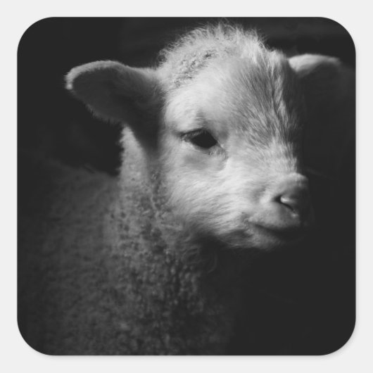 Newborn Lamb Vierkante Sticker (Voorkant)