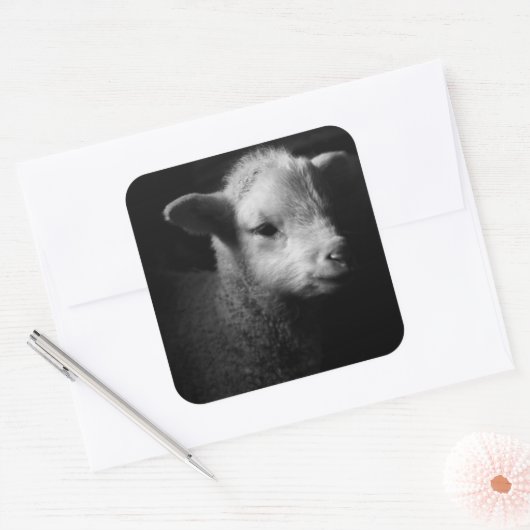 Newborn Lamb Vierkante Sticker (Envelop)