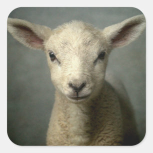 Newborn Lamb Vierkante Sticker