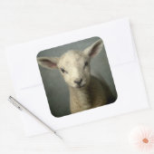 Newborn Lamb Vierkante Sticker (Envelop)