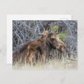 Newborn Moose Calf Nuzzling zijn moeder Briefkaart (Voorkant / Achterkant)