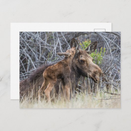 Newborn Moose Calf Nuzzling zijn moeder Briefkaart (Voorkant / Achterkant)