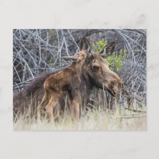 Newborn Moose Calf Nuzzling zijn moeder Briefkaart (Voorkant)