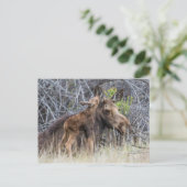 Newborn Moose Calf Nuzzling zijn moeder Briefkaart (Staand voorkant)